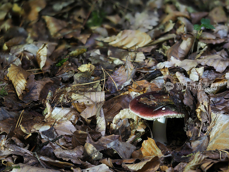 红菇属是可食用和不可食用的蘑菇