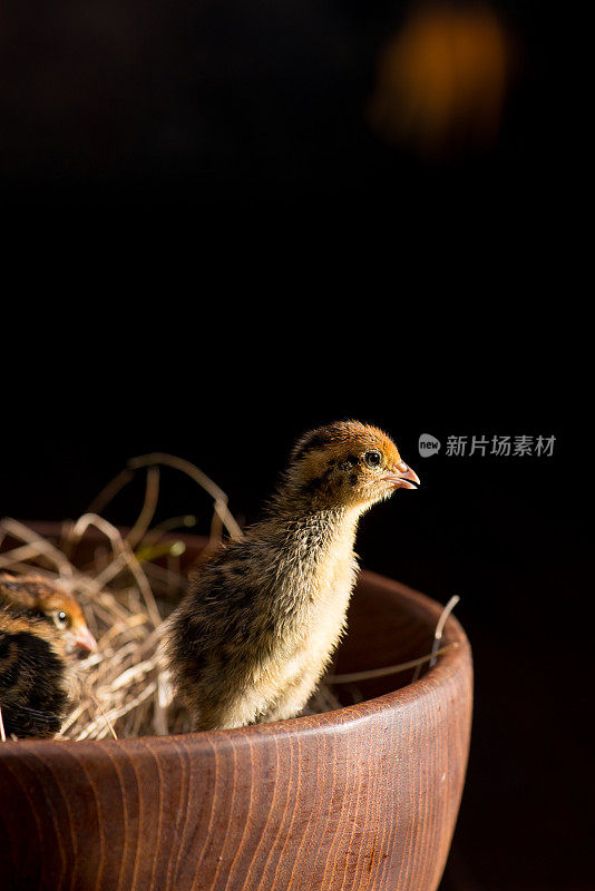 在加拿大的农场里，一天大的鹌鹑在壁炉前