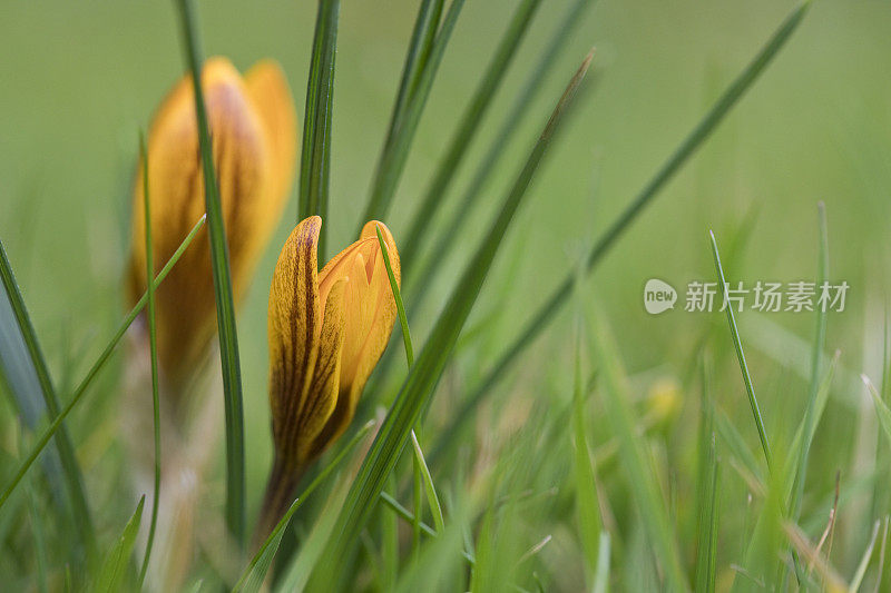 番红花，菊花，多萝西在春天开花