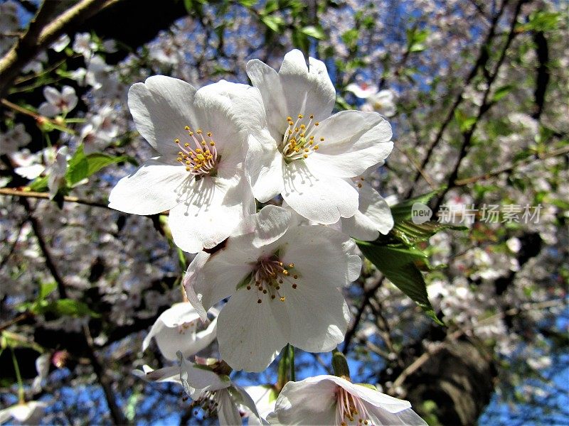 日本。3月底。樱花在美丽的阳光明媚的早晨雨后。