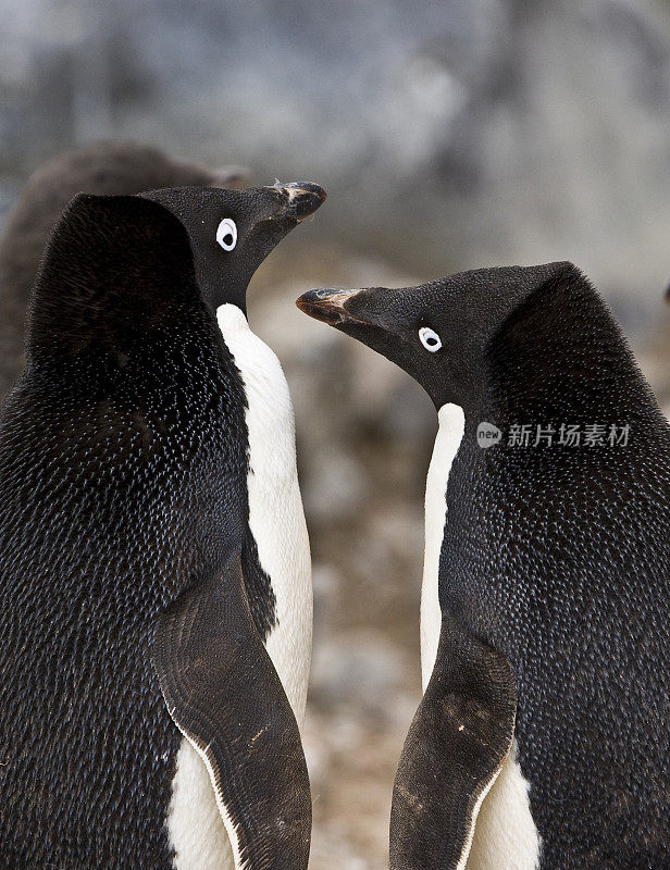 阿德利企鹅，保莱特岛，南极半岛，南极洲，阿德利企鹅。讨好。