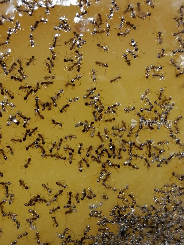 蚂蚁在蜂蜜