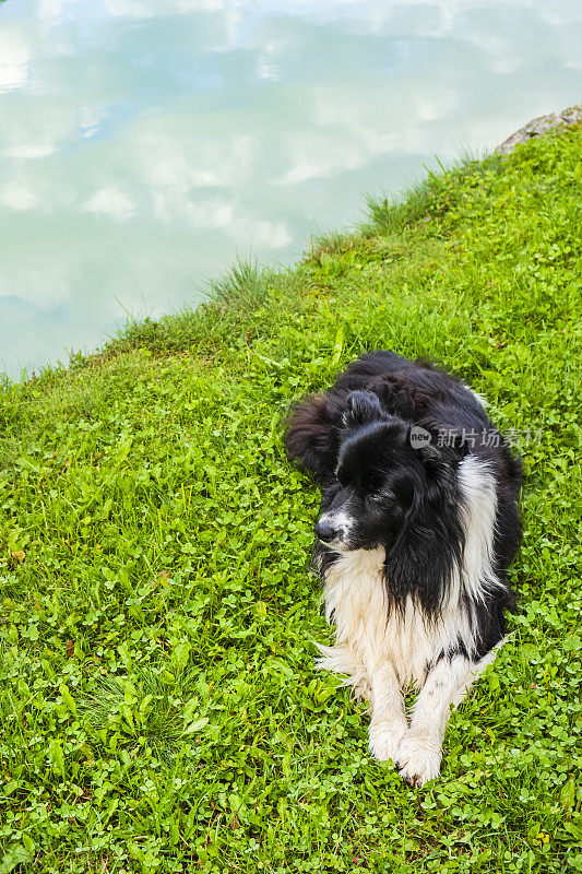 边境牧羊犬休息