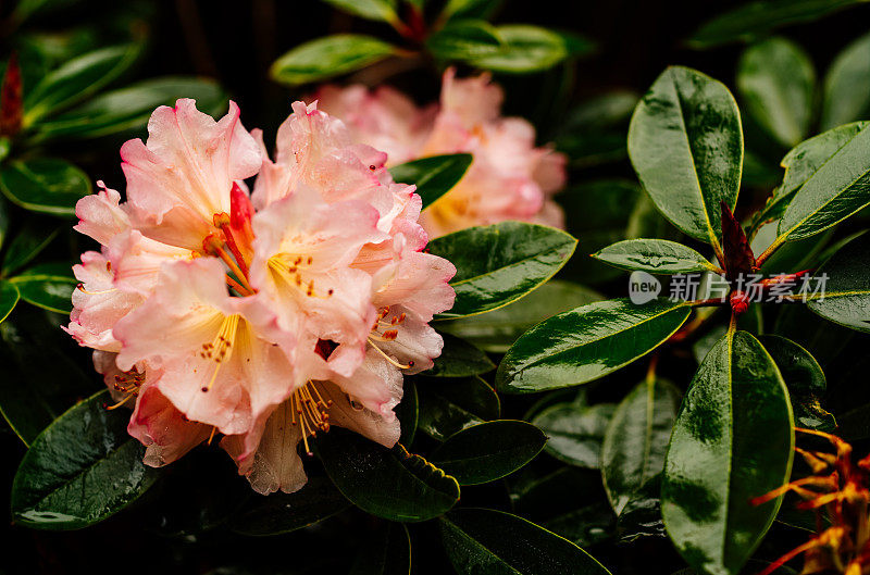 杜鹃花雨后开花