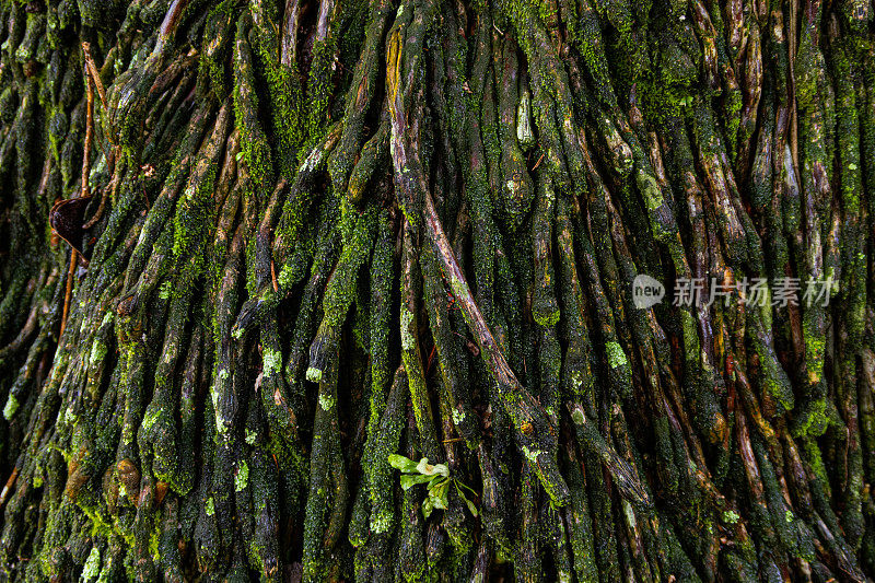 亚马逊树潮湿的根