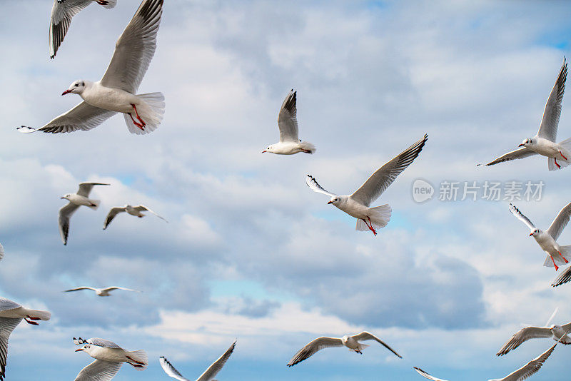 天空中有一群海鸥