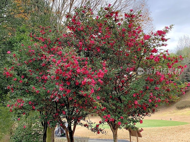 山茶花油茶花