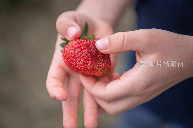 一个在农场里摘草莓的小男孩