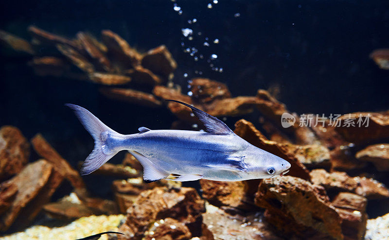 Pangasiidae动物。水下热带鱼类的近景。生活在海洋