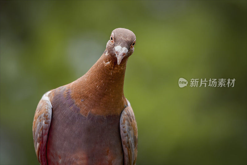 国内的鸽子