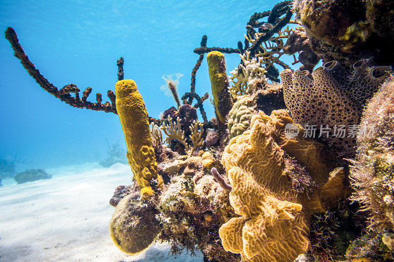 古巴加勒比海水下珊瑚礁