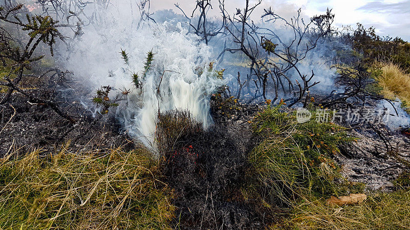 沼地上冒烟的植物，表明森林大火已经平息，但肯定没有在横扫威尔士山坡时熄灭。
