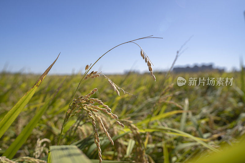 成熟的稻田在阳光的照耀下