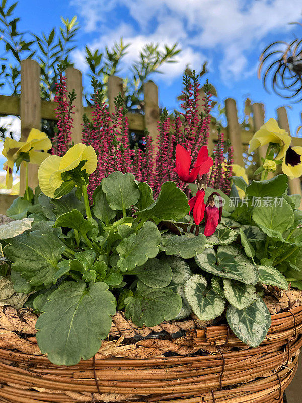近景:木凳上的柳条篮子和冬天的床上植物，黄色开花的三色堇(堇菜)，红色的仙鹤和红色的石楠(埃丽卡)，晴朗的日子蓝色的多云的天空