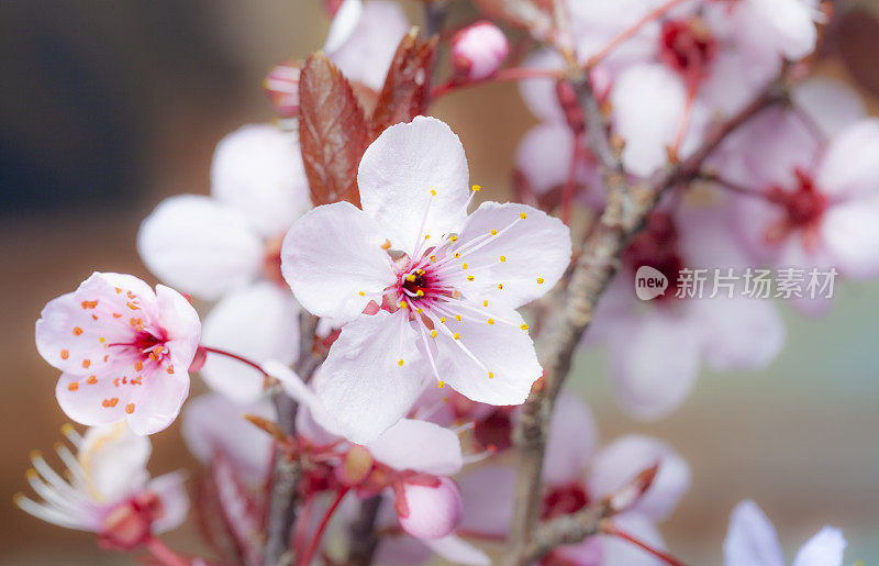 粉红色的樱花树开花了——樱花