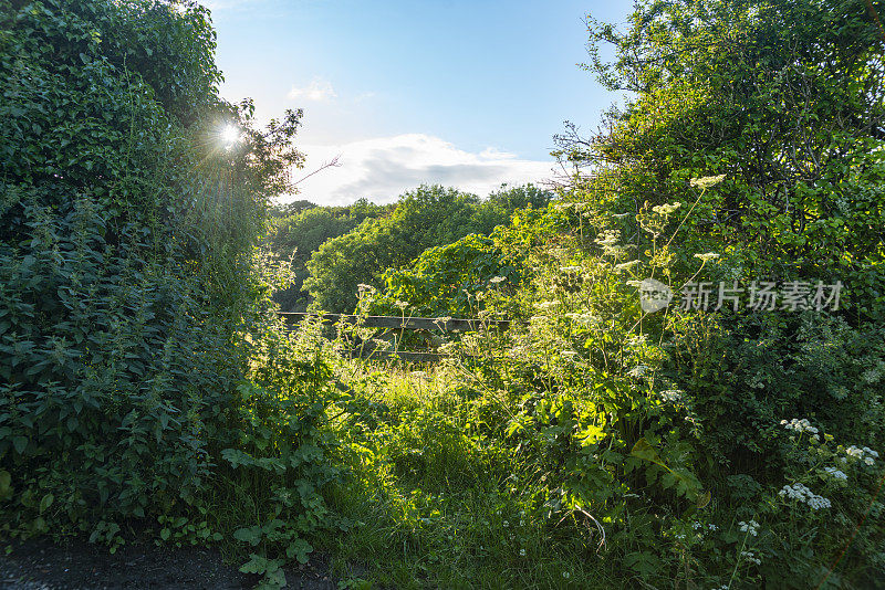 康沃尔海岸