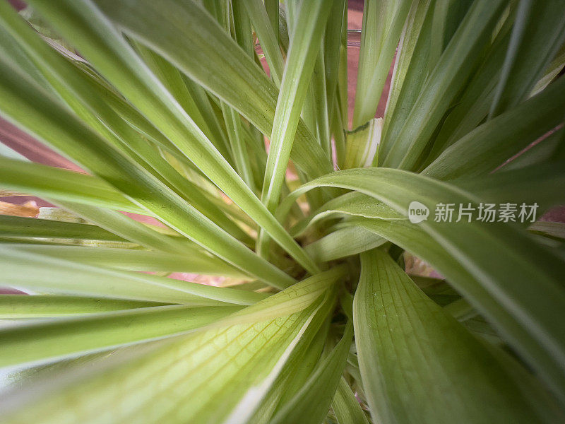 一个温室植物的微距镜头。