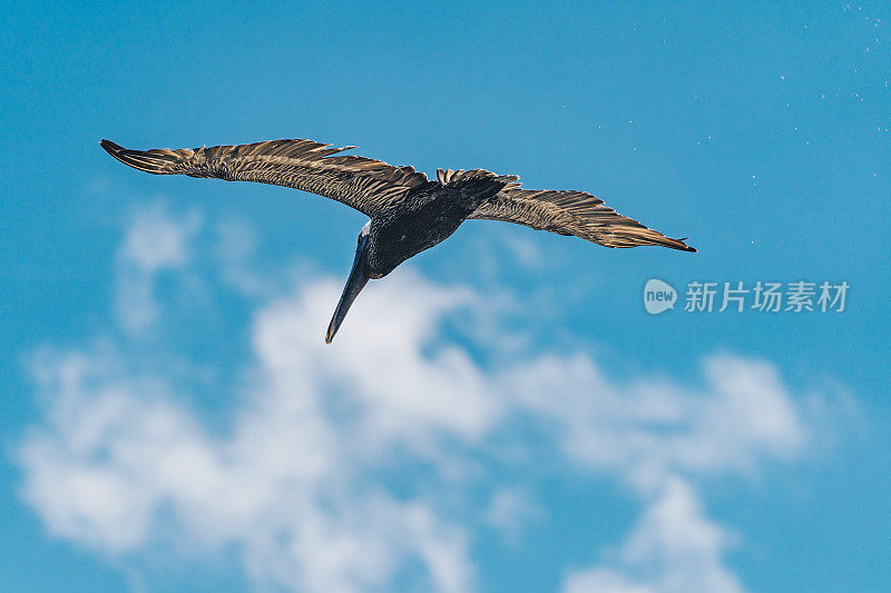 棕鹈鹕在天空中飞翔