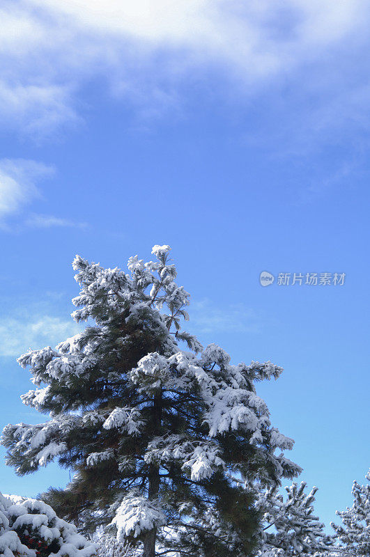 冬天下雪的松树