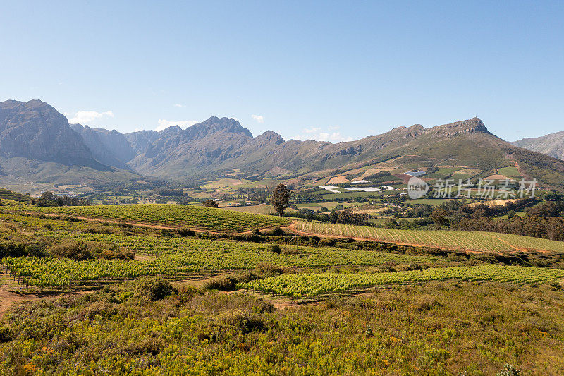 无人机拍摄的绿色葡萄园上方的Stellenbosch，开普敦