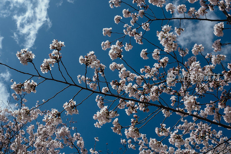 樱花,樱花