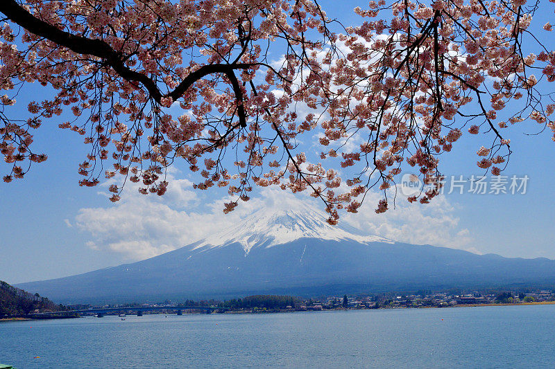 从川口湖岸边看富士山和樱花