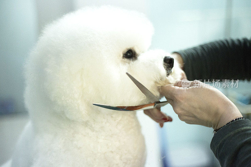 小白犬品种卷毛比雄在美容沙龙理发。宠物护理