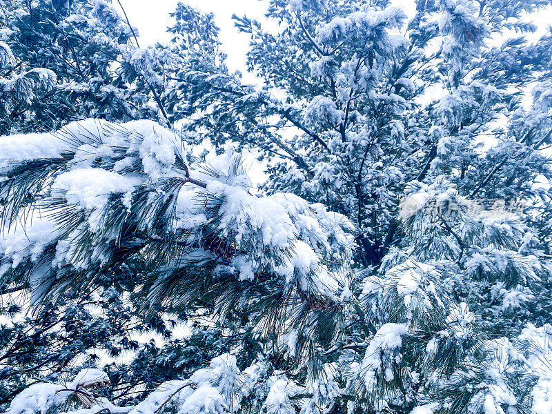 树木在雪