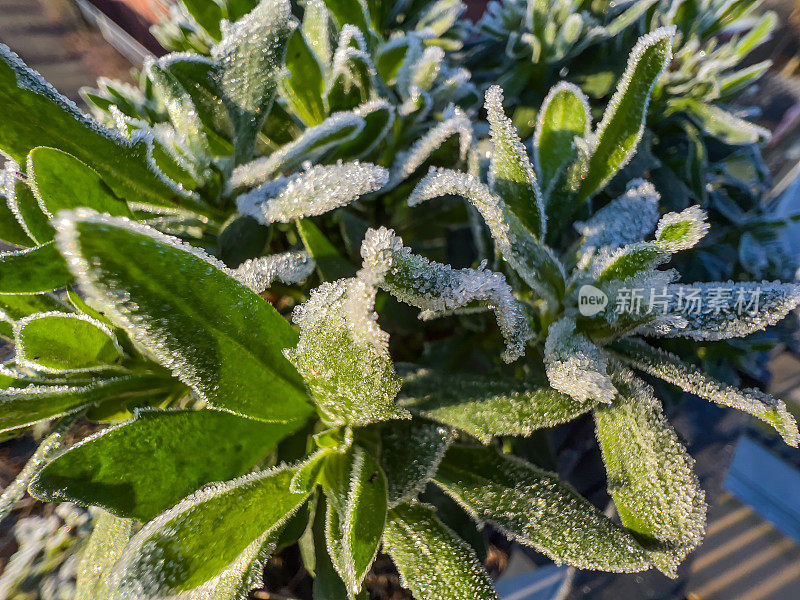一种绿色的冰冻植物。