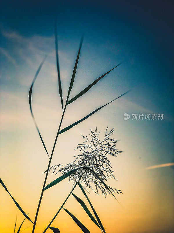 夕阳下美丽的芦苇。