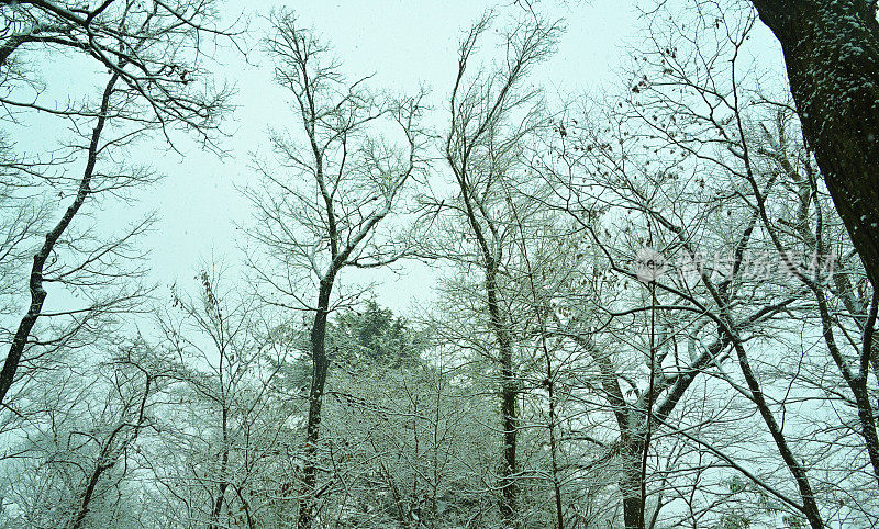 雪弯树，Tamagawajosui，日本东京(2022年1月)