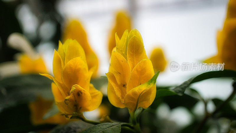 美丽的花朵黄色绽放的特写。详细的单发射击。色彩斑斓的