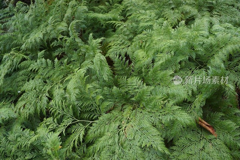 热带蕨类植物