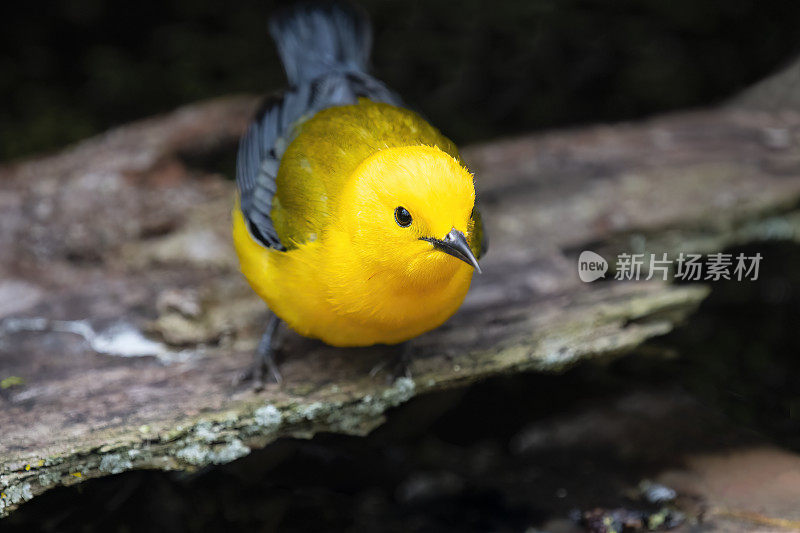 原声莺在其自然栖息地