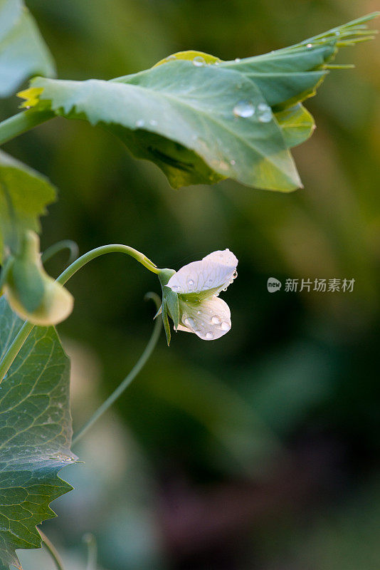 加拿大的菜园-白糖豆荚豌豆花的特写，品种糖爸爸