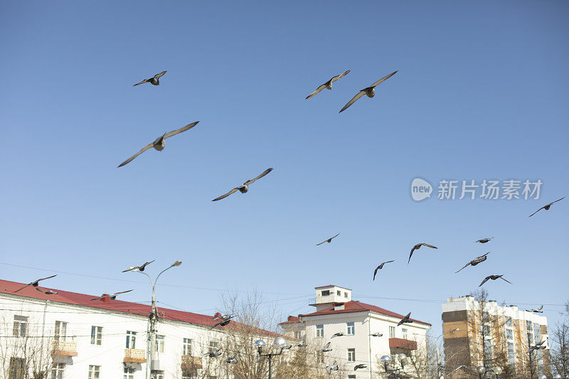 鸽子在城市中飞过天空。鸟类在飞行中。