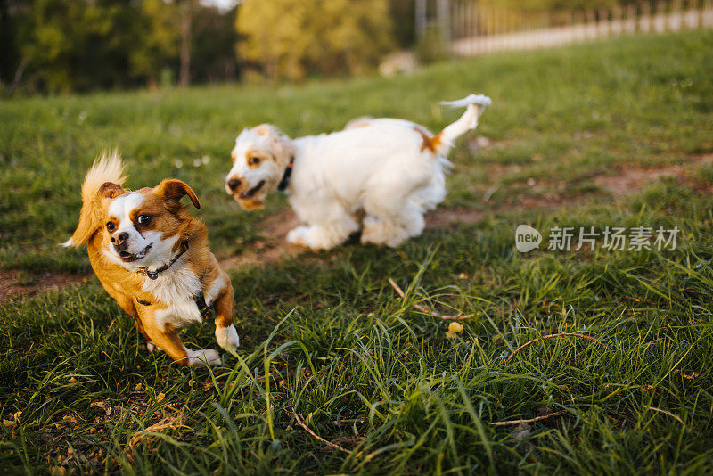 两只可爱欢快的狗在绿色的草地上奔跑玩耍