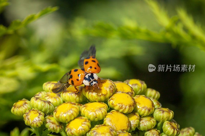 多色亚洲瓢虫张开翅膀，(异色瓢虫)，亚洲瓢虫科，鞘翅目。