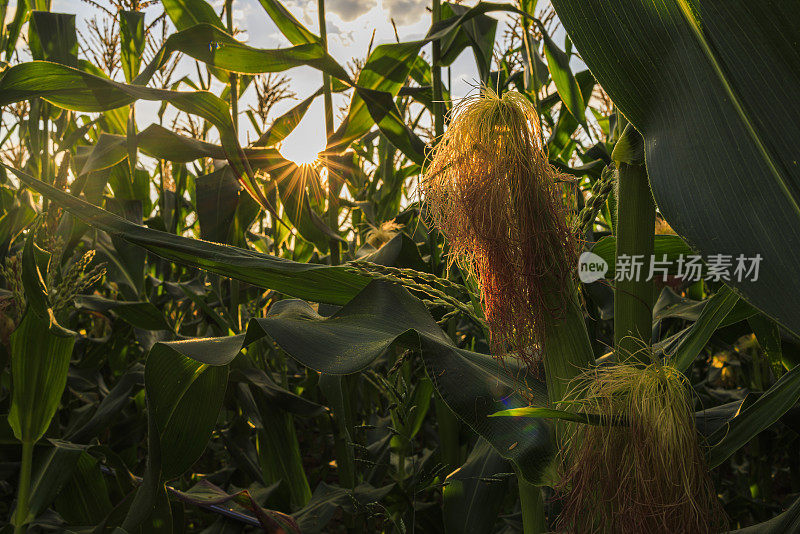 玉米幼穗，雌花序具长雌蕊，在田间在宾夕法尼亚州的农田。锋利的星形的太阳。