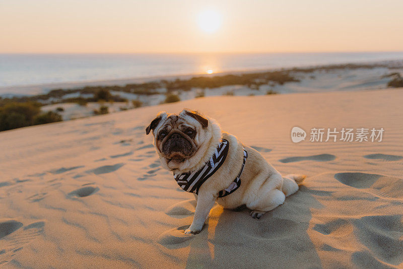 在土耳其的沙丘上欣赏风景优美的日落的美丽的狗