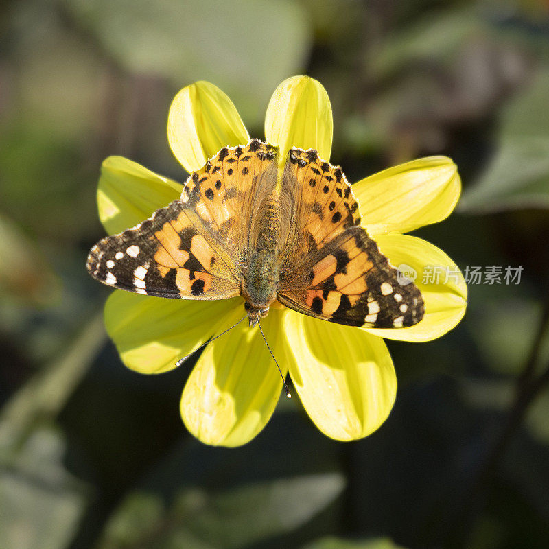 《大丽花上的淑女