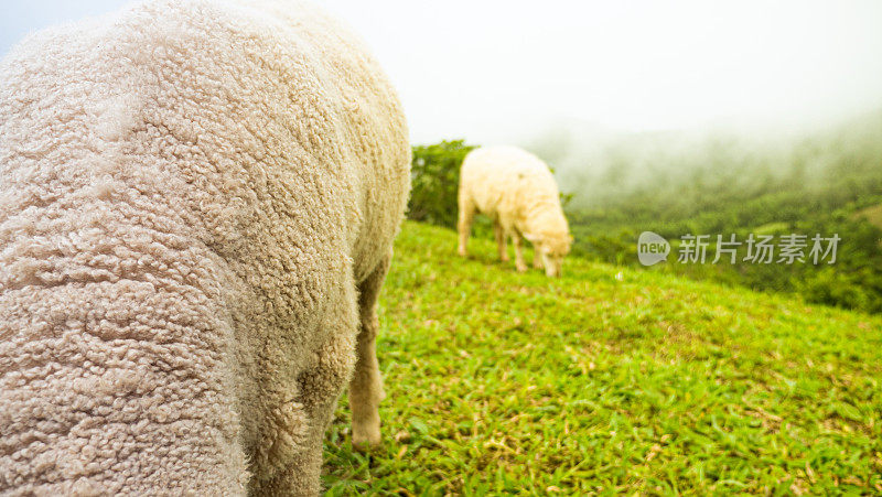 在高山上吃草的羊毛和绵羊。