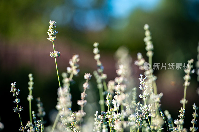 花园里的植物特写