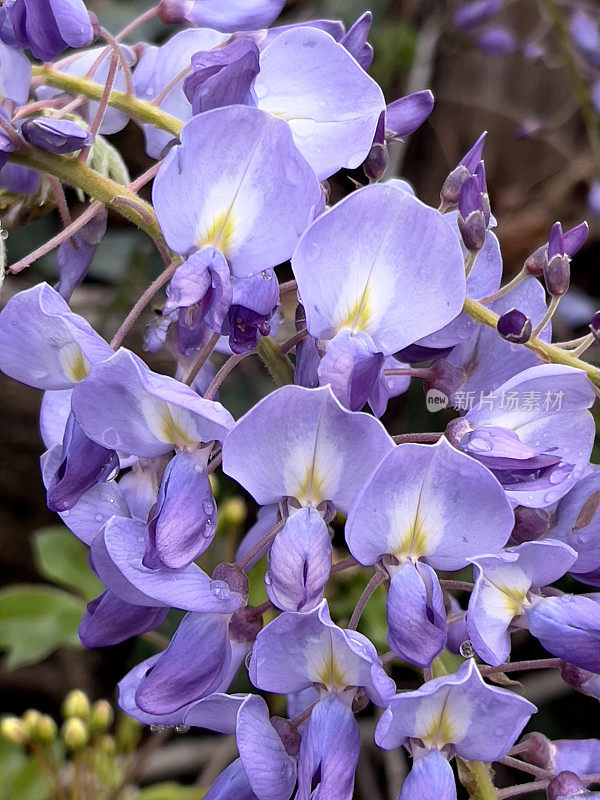 紫色的紫藤花