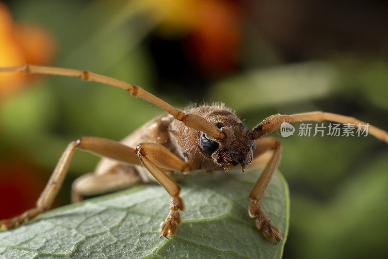 象牙标记甲虫