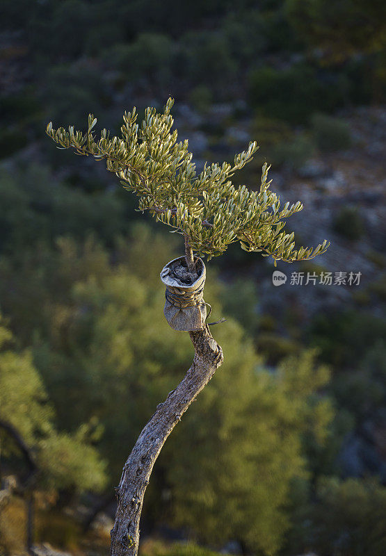 山上嫁接橄榄树，在一个晴朗的夏日，达拉曼，穆格拉