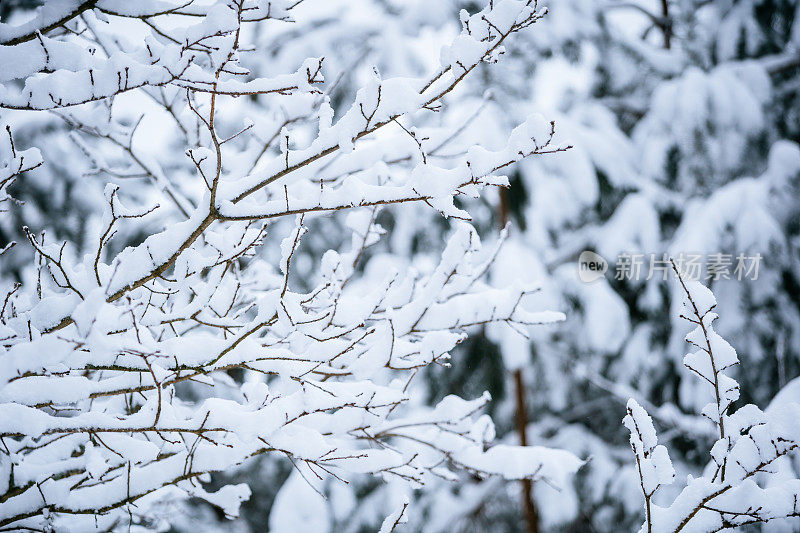 冬天的场景——结冰的桦树树枝上覆盖着一层雪。森林里的冬天