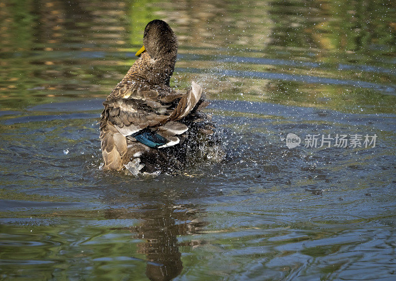 一只雌绿头鸭在湖上游泳