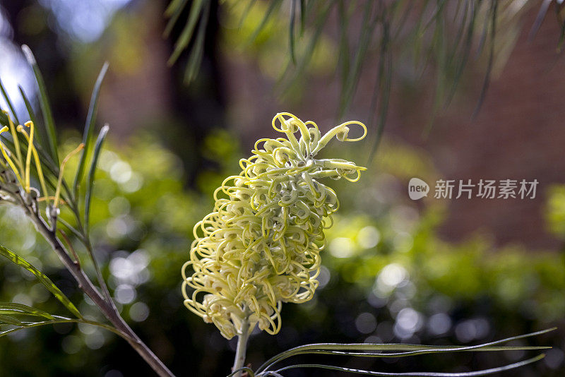 白色格蕾梅月光花，自然背景与复制空间