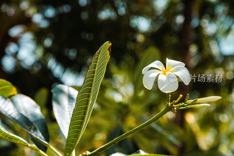 热带鸡蛋花开花树在马尔代夫异国情调的岛屿